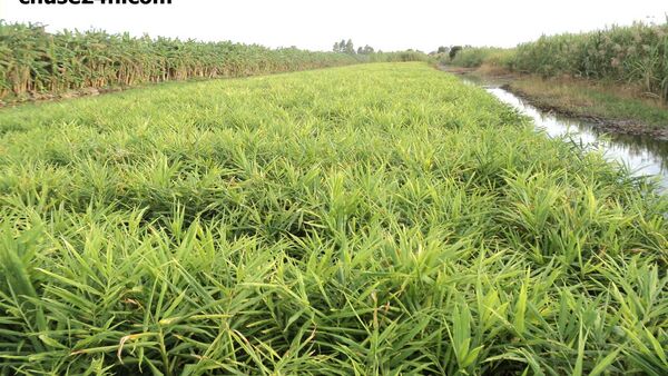 Mô hình trồng Gừng dưới tán cây cho năng suất cao