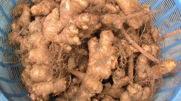 Kỹ thuật trồng gừng và chăm sóc cây gừng