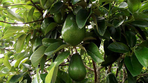 Tác dụng tuyệt vời của quả bơ với phụ nữ mang thai