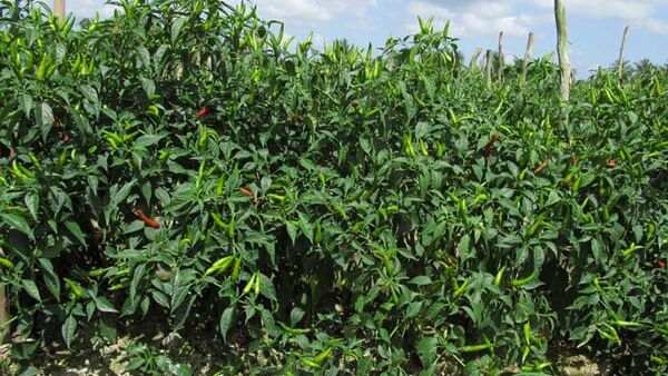 Kỹ thuật trồng và chăm sóc cây ớt