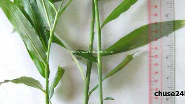 Nghệ An: Mô hình trồng Gừng Dé dưới tán cây