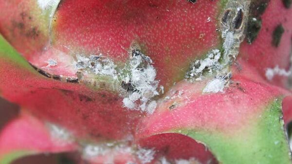 Nhận diện và kiểm soát rệp hại thanh long