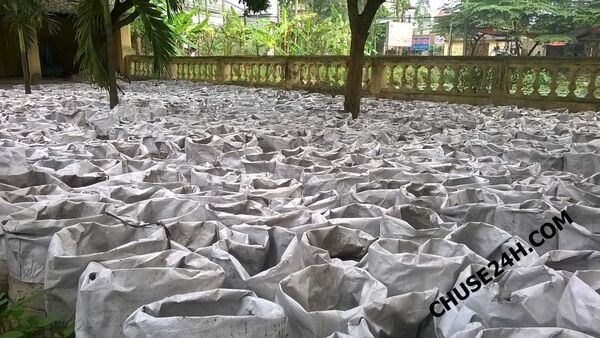 Ông lão trồng Gừng trong bao