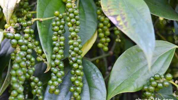 Phòng trừ bệnh trên cây tiêu