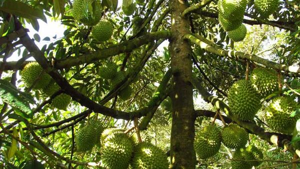 Quy trình chăm sóc cây sầu riêng chống rụng, thối, nứt trái, ngừa sượng trái và phòng trừ dịch hại