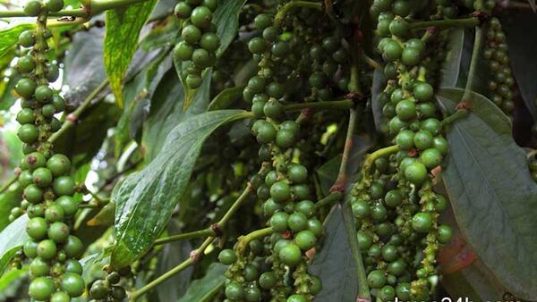 Quy trình chăm sóc cây tiêu phục hồi vườn và phòng trừ dịch hại