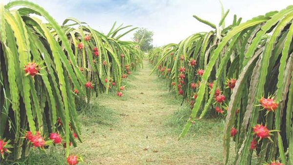 Quy trình phòng trừ bệnh hại trên Thanh Long