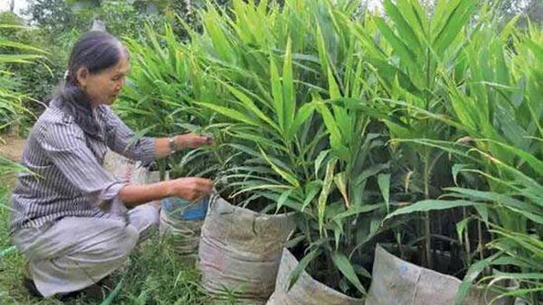 Trồng Gừng Sao Cho Năng Suất Cao?