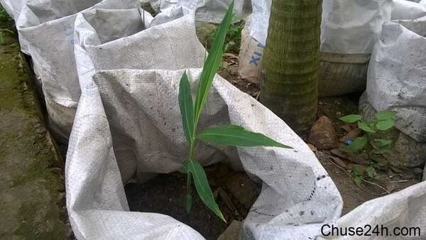 Trồng gừng trong bao hay trồng dưới đất hiệu quả hơn?