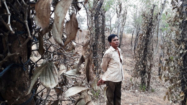 Đất Tây Nguyên bị 'bóc lột' nghiêm trọng﻿