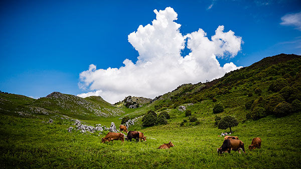 Tưới tiết kiệm cho cà phê