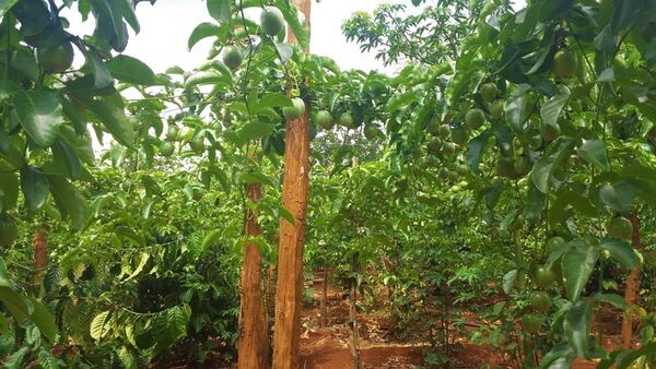 Đến lượt giải cứu chanh dây Chư Sê?