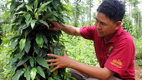 Đổ xô trồng tiêu lốt