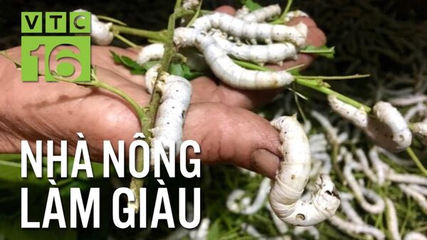 Độc đáo nuôi tằm trên sàn sắt, bắt kén trên né gỗ