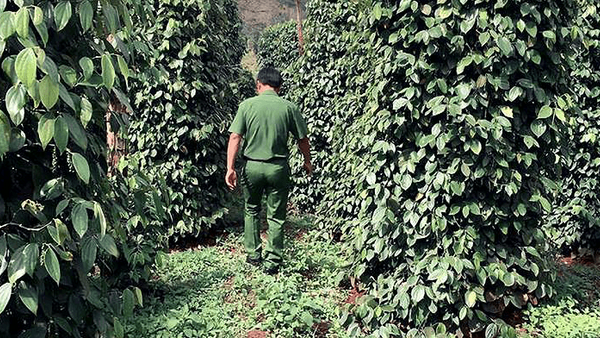 Giả chữ ký chiếm đoạt tài sản, công an huyện nhiệt tình giúp sức