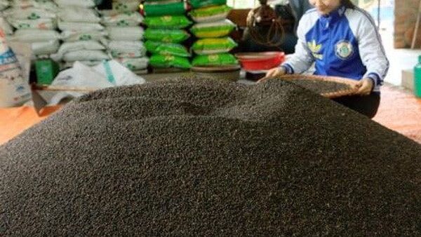Giá hồ tiêu có tăng nhưng vẫn ở mức thấp