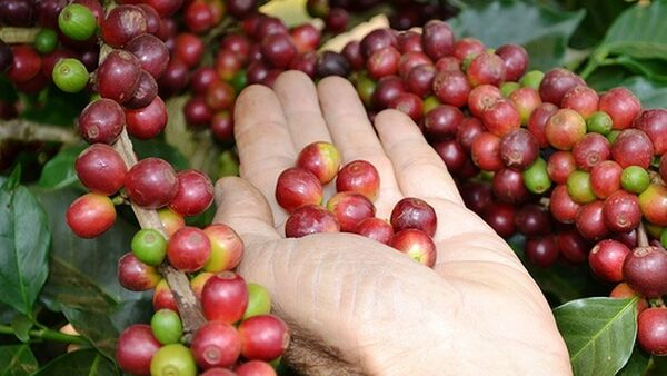 Giá Cà phê hôm nay 18/4: Liệu sẽ thoát cảnh ảm đạm?