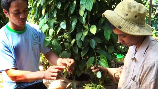 Giá Tiêu Chư Sê 21/5: Hồ tiêu hết cơ hội trở lại thời 'hoàng kim'?