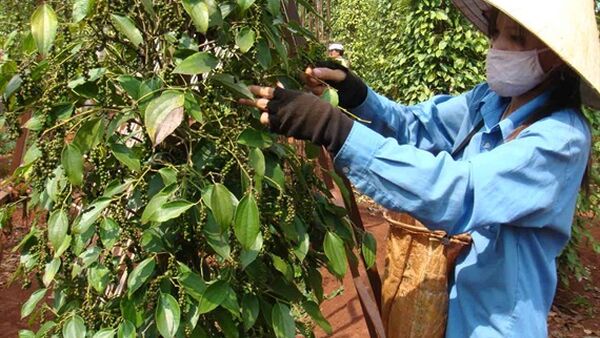 Giá tiêu Chư Sê còn giảm tới mức nào?