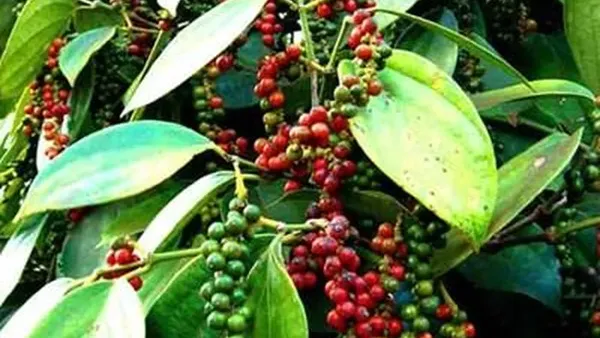 Bản tin nông sản hôm nay (2-12): Giá cà phê, hồ tiêu ổn định ngày đầu tuần