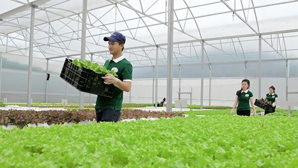 Hàng nông sản chủ lực của Tây Nguyên giờ ra sao?