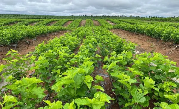 Bầu Đức hé lộ 'Công thức 70 USD' giúp Dâu Tằm lãi lớn