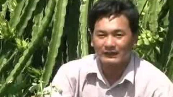 Trồng cây lạc dại che phủ và cải tạo đất trong vườn cây ăn trái