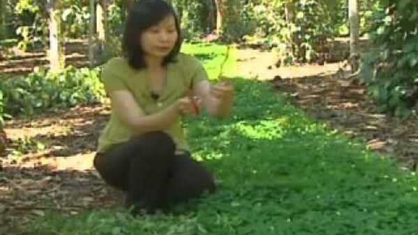 Kỹ thuật nhân giống và trồng cây lạc dại làm cây che phủ