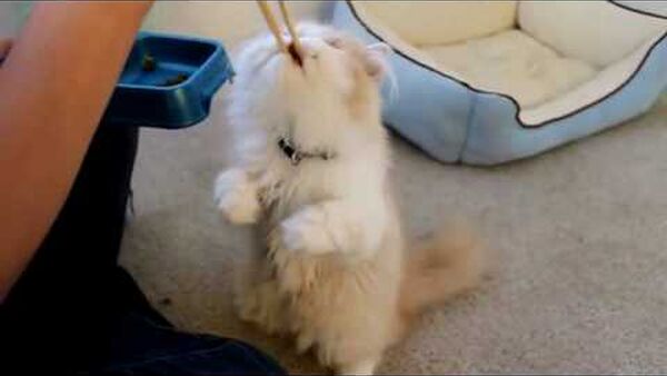 Mèo siêu nhân ăn tham