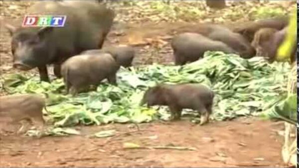 “Siêu kình ngư” Ánh Viên gây ấn tượng bởi khả năng nói tiếng Anh lưu loát