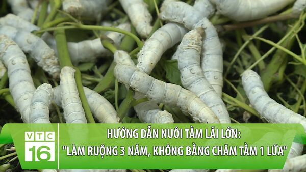 Hướng dẫn nuôi tằm lãi lớn: Làm ruộng 3 năm, không bằng chăm tằm 1 lứa