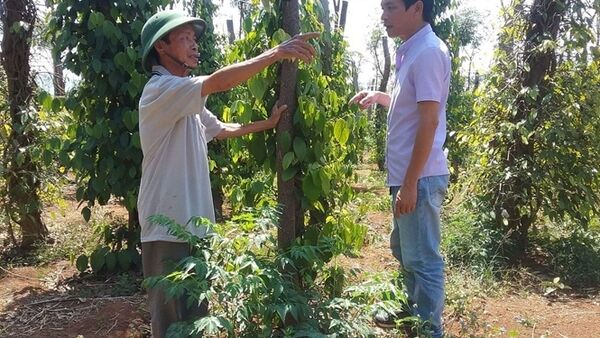 Hướng đi đúng cho ngành hồ tiêu