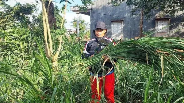 Ia Ko giúp hộ nghèo phát triển chăn nuôi