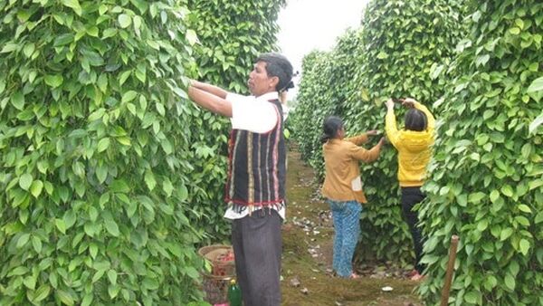 Khuyến cáo nông dân Gia Lai mở rộng diện tích trồng tiêu Lốt