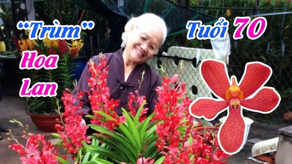 Hoa lan Mokara của bà “Trùm” tuổi 70, kiếm 800 triệu/năm vùng đất thép