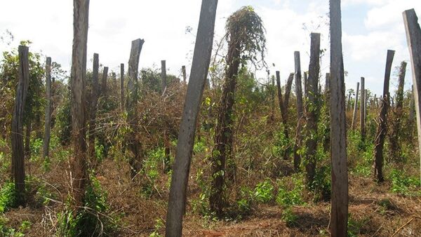 Trả giá từ việc phát triển trồng tiêu ồ ạt