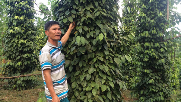 Người trồng hồ tiêu vất vả canh trộm dịp Tết