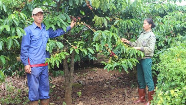 Nông dân Chư Sê vui mừng vì cà phê được mùa, được giá