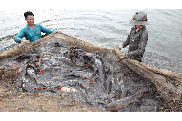 Nuôi cá lăng nha 1 tuần chỉ cho ăn 2 lần, giá 1kg bằng 4kg thịt lợn