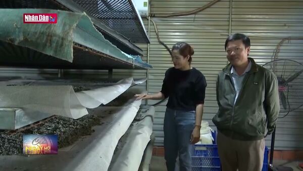 Mô hình trồng dâu nuôi tằm giúp người dân thoát nghèo