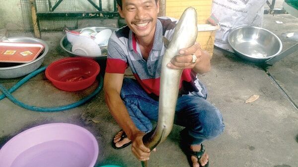 Săn 'cá ma' vùng hồ Ayun Hạ