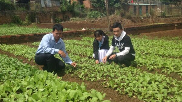 Sáng chế phân bón thiết thực của học sinh lớp 12 từ cây dã quỳ