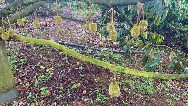 Sầu riêng non rụng la liệt, nông dân Gia Lai lo trắng tay