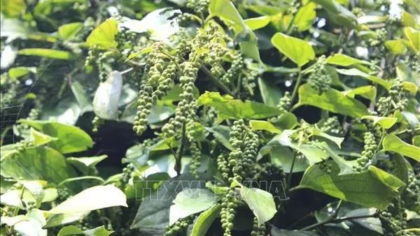 Tái thiết ngành hồ tiêu theo hướng bền vững