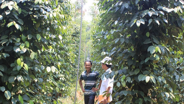 Chư Sê chú trọng đầu tư hệ thống tưới tiết kiệm