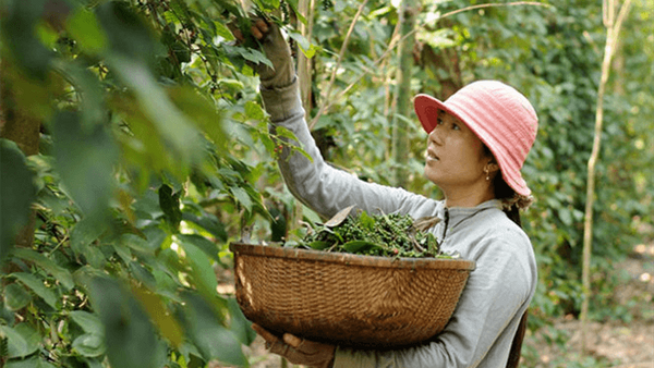 Ấn Độ ngưng mua, giá tiêu lại giảm