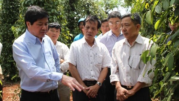 Thứ trưởng Lê Quốc Doanh kiểm tra và chỉ đạo phát triền hồ tiêu Gia Lai bền vững