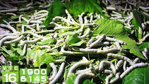Trở thành triệu phú từ nghề trồng dâu nuôi tằm