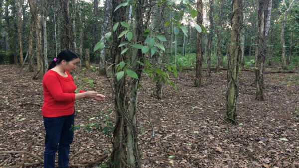 VPA dự báo sản lượng hồ tiêu tăng ít nhất 15%