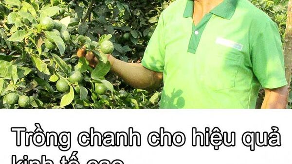 Xã Hbông trồng chanh cho hiệu quả kinh tế cao